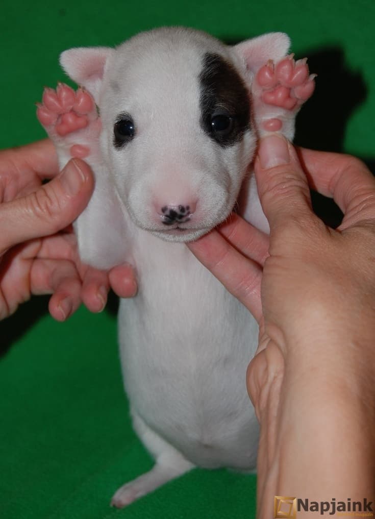 bull-terrier-7