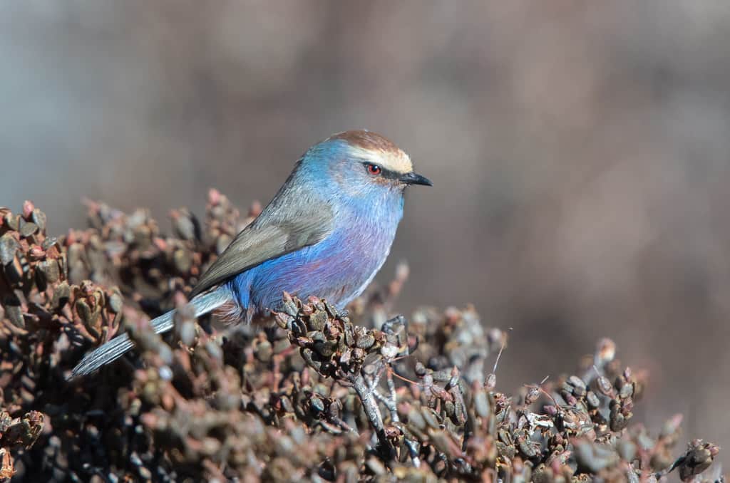 White-browed Tit-warbler